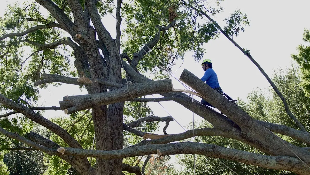 Professional Crown Thinning performed by certified arborists in Lipscomb
