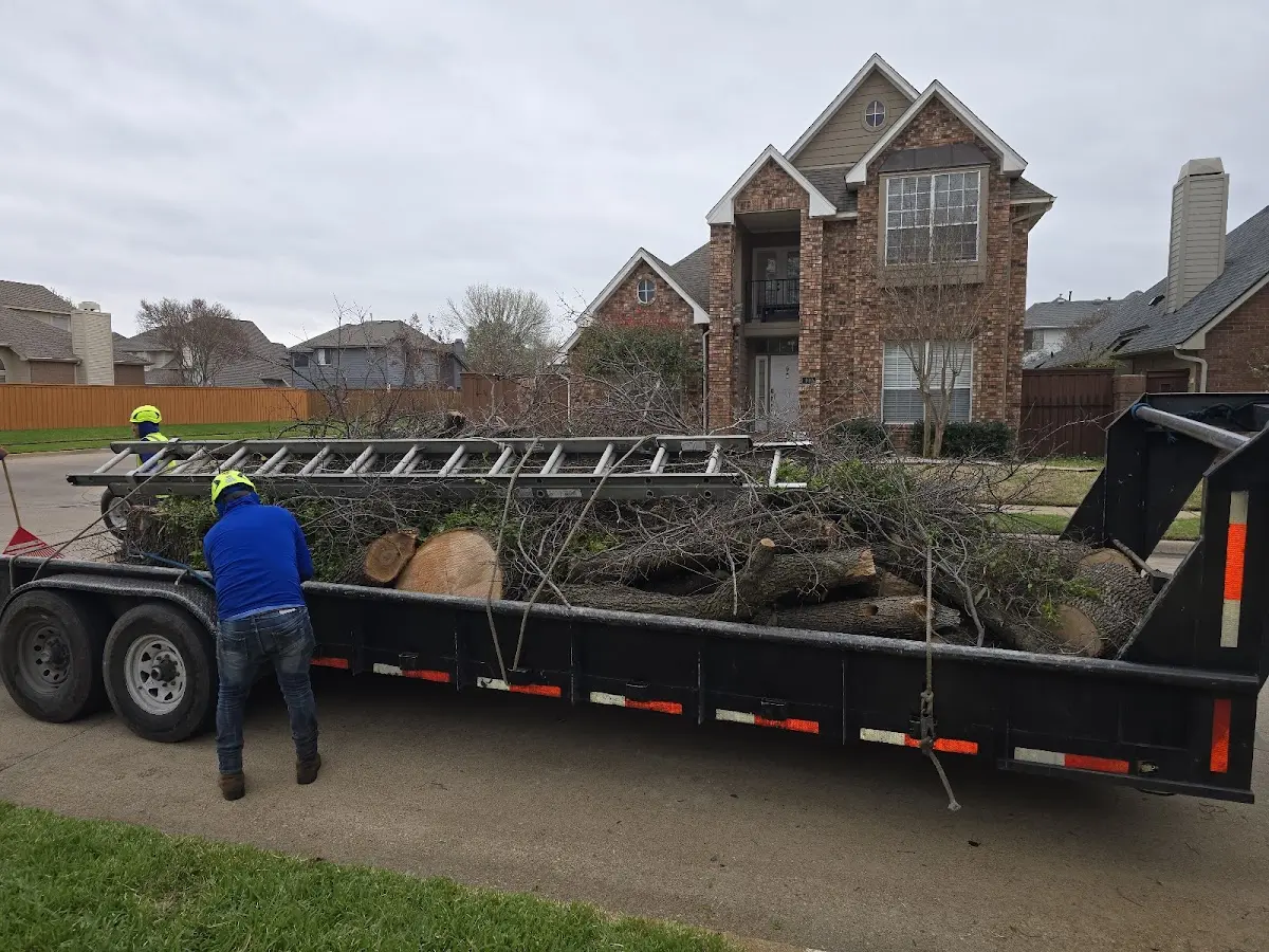 Expert Tree Removal with proper safety equipment in Lipscomb